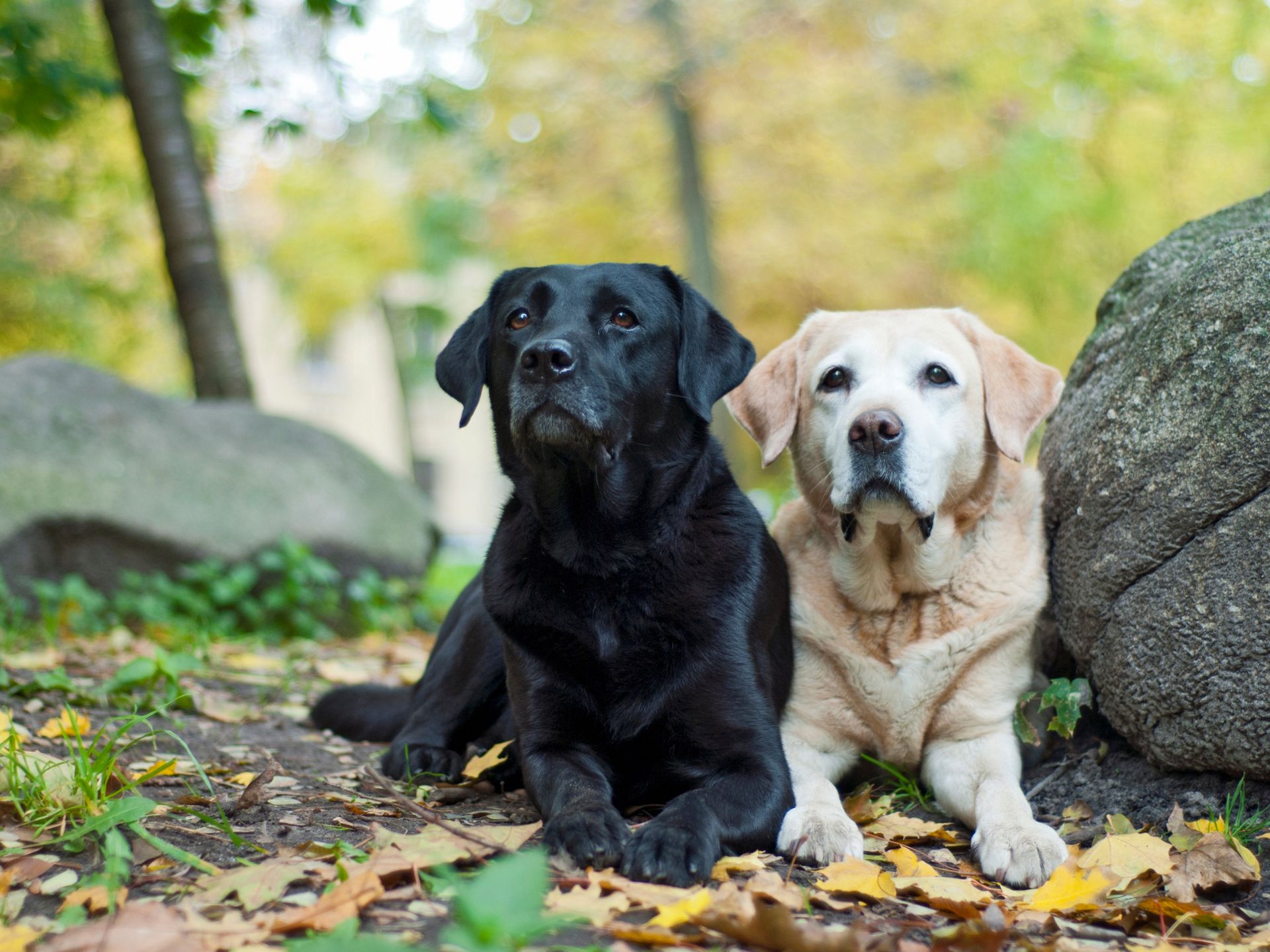 two labradors